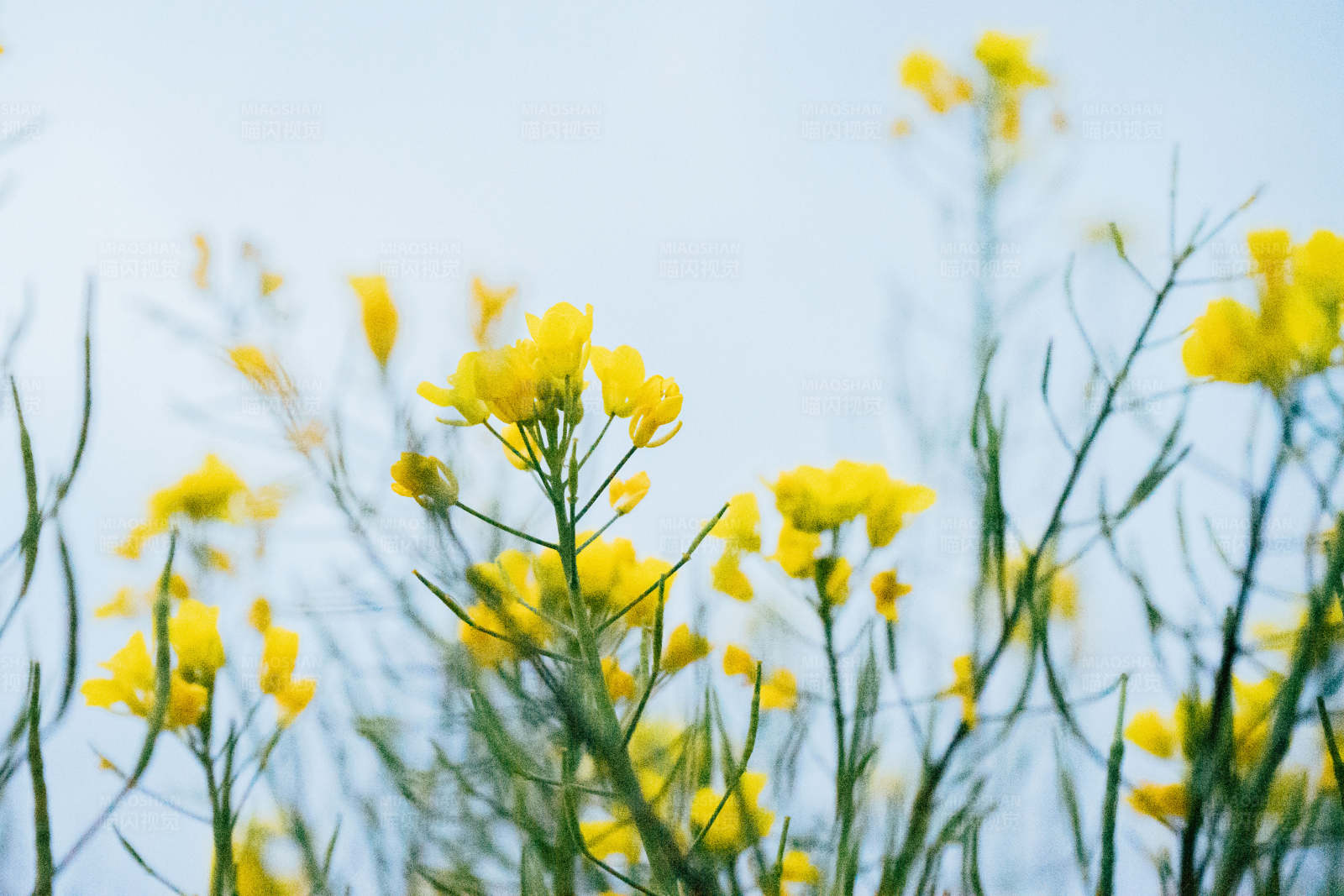 黄花盛开 春意盎然图片