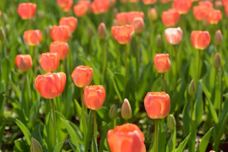 橙色郁金香的春天图片