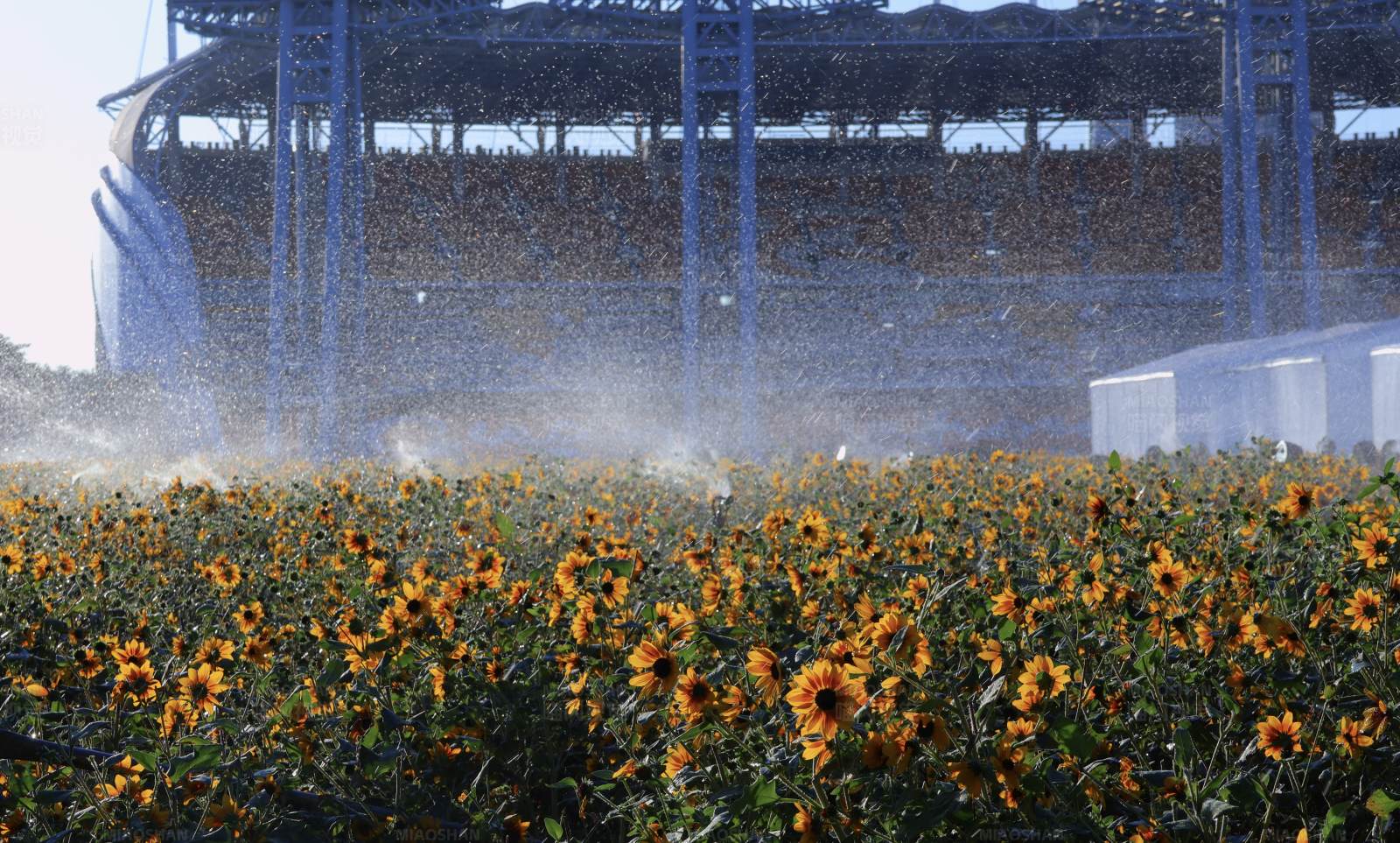 体育场前的向日葵花田图片