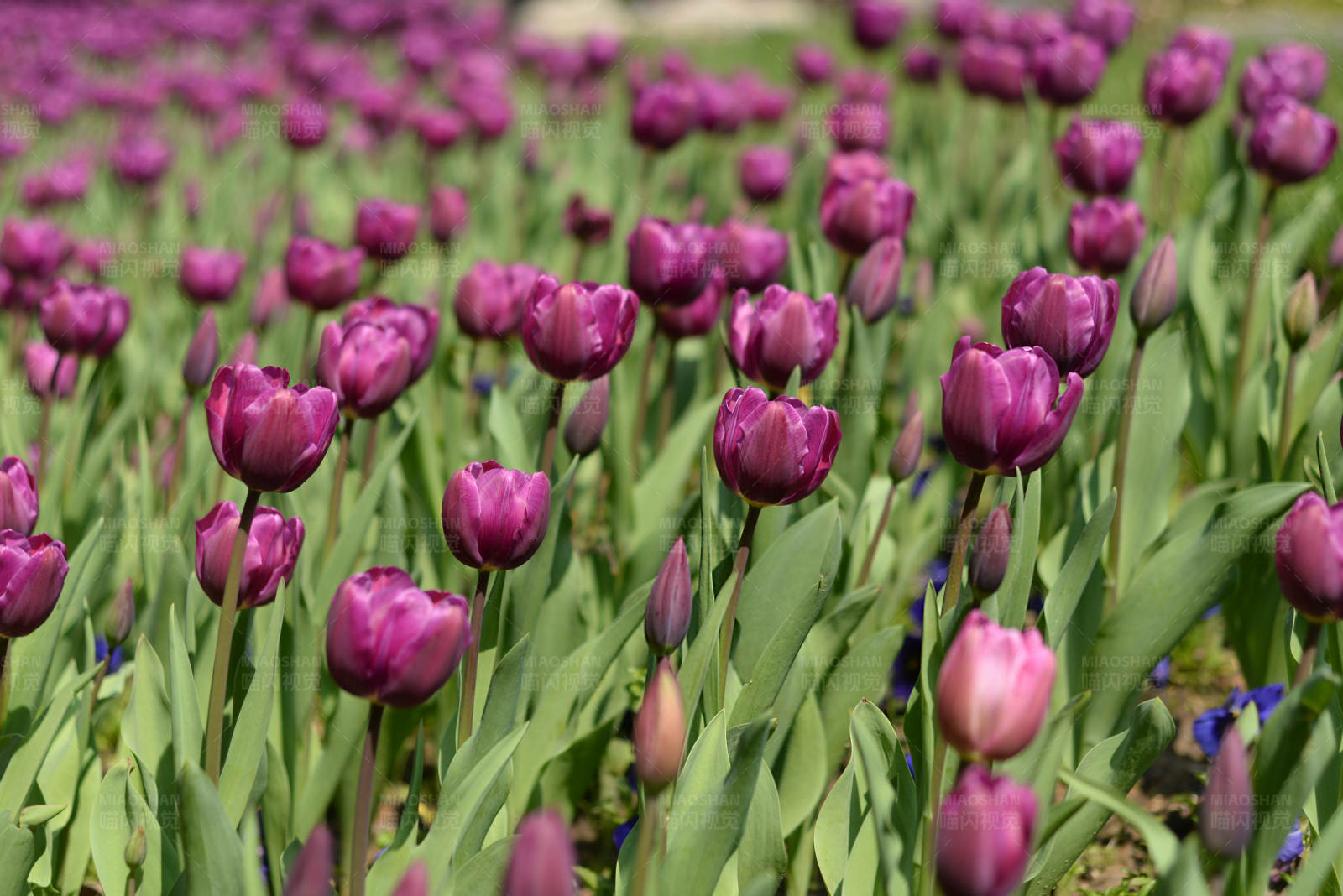 紫色郁金香花海图片