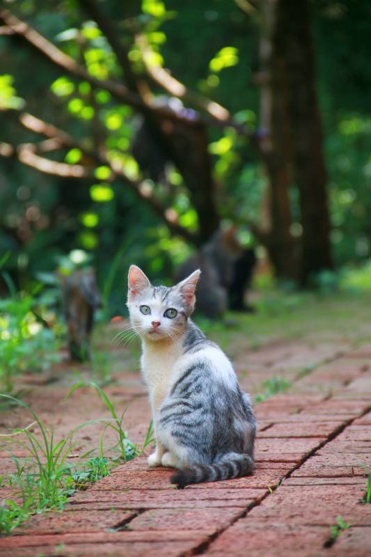 林间小径上的猫咪图片