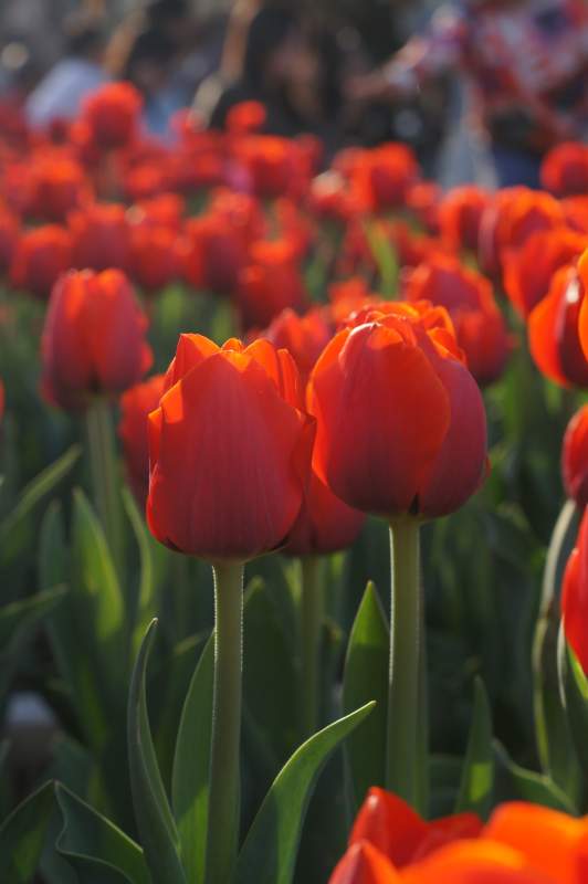 红色郁金香的海洋图片