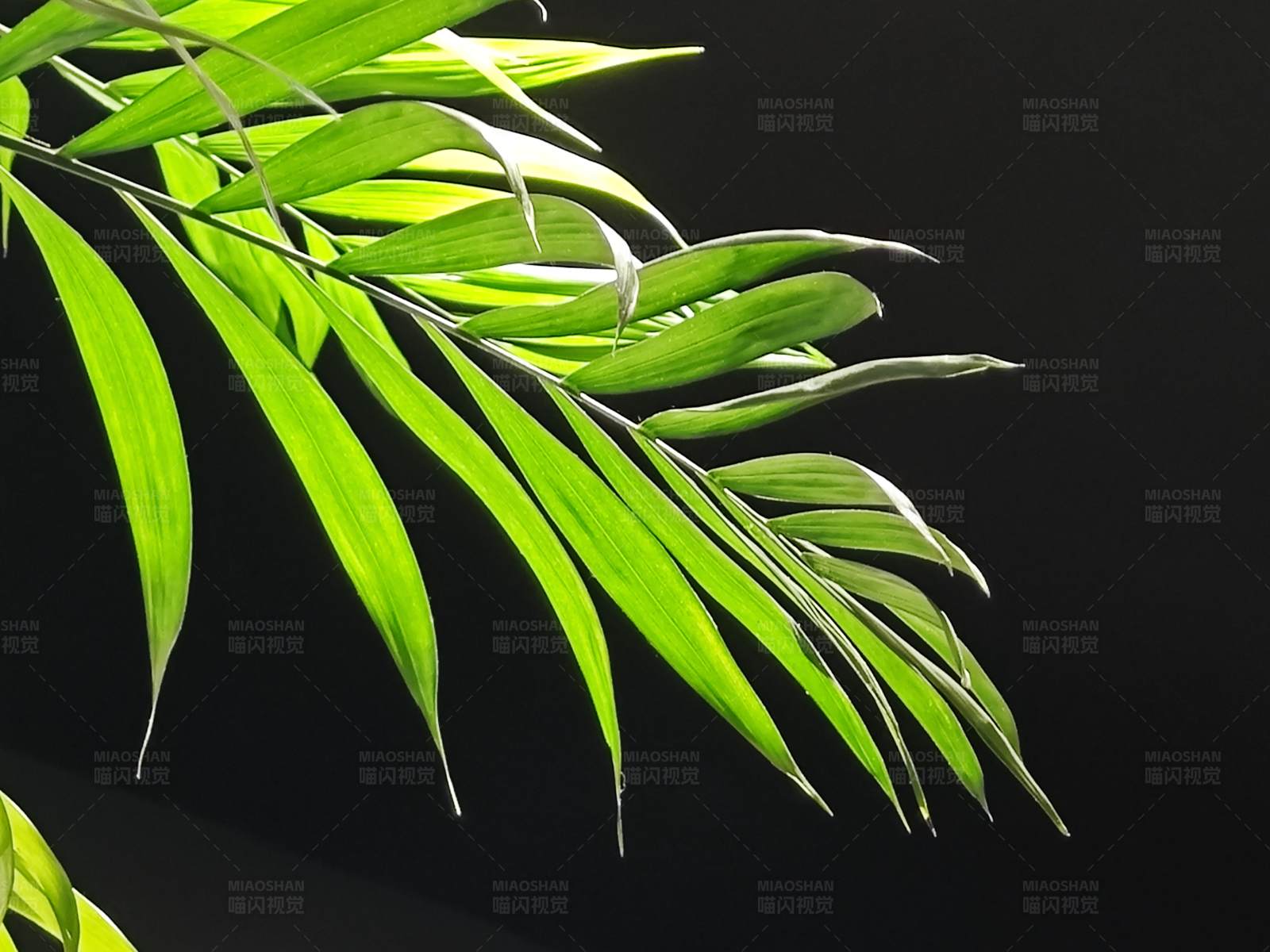 阳光下的绿色棕榈叶图片