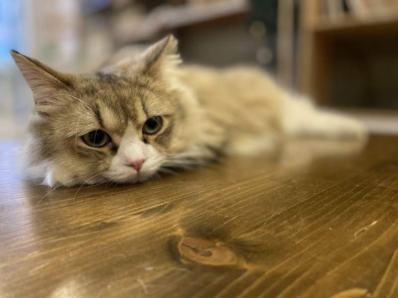 慵懒猫咪的午后时光图片