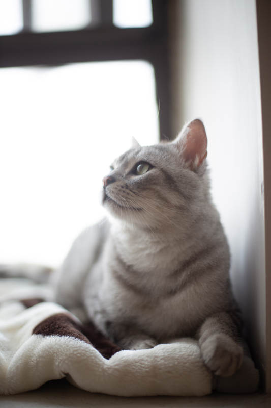 猫咪的悠闲时光图片