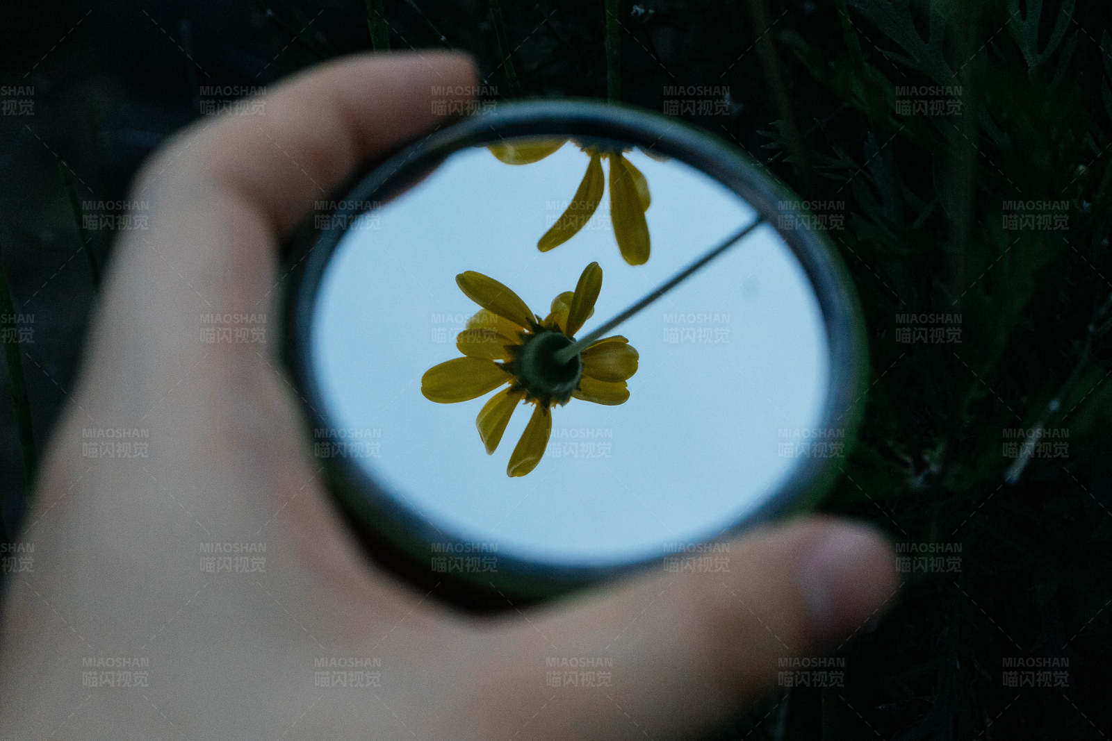 镜中黄花图片