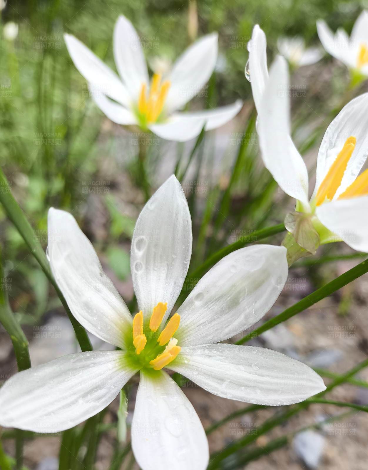 雨后白花绽放的美丽瞬间图片