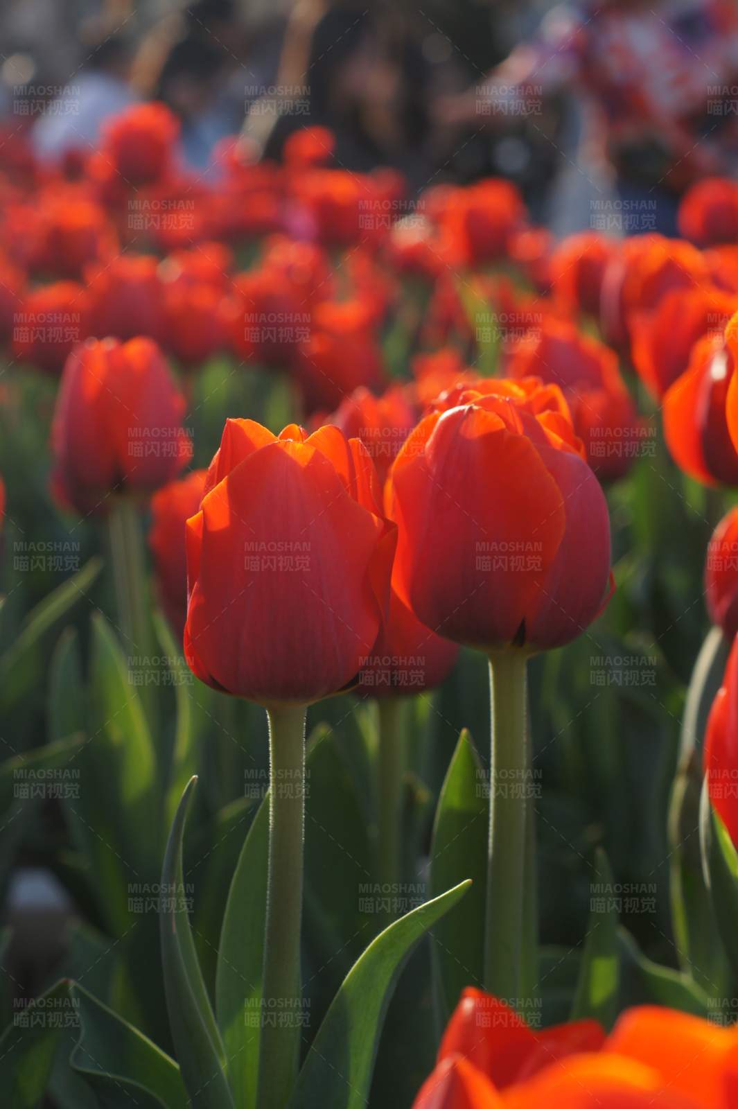 红色郁金香的海洋图片