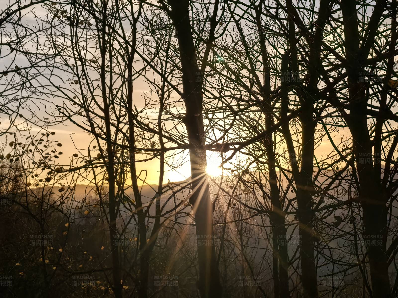 冬日阳光穿过树林的美景图片