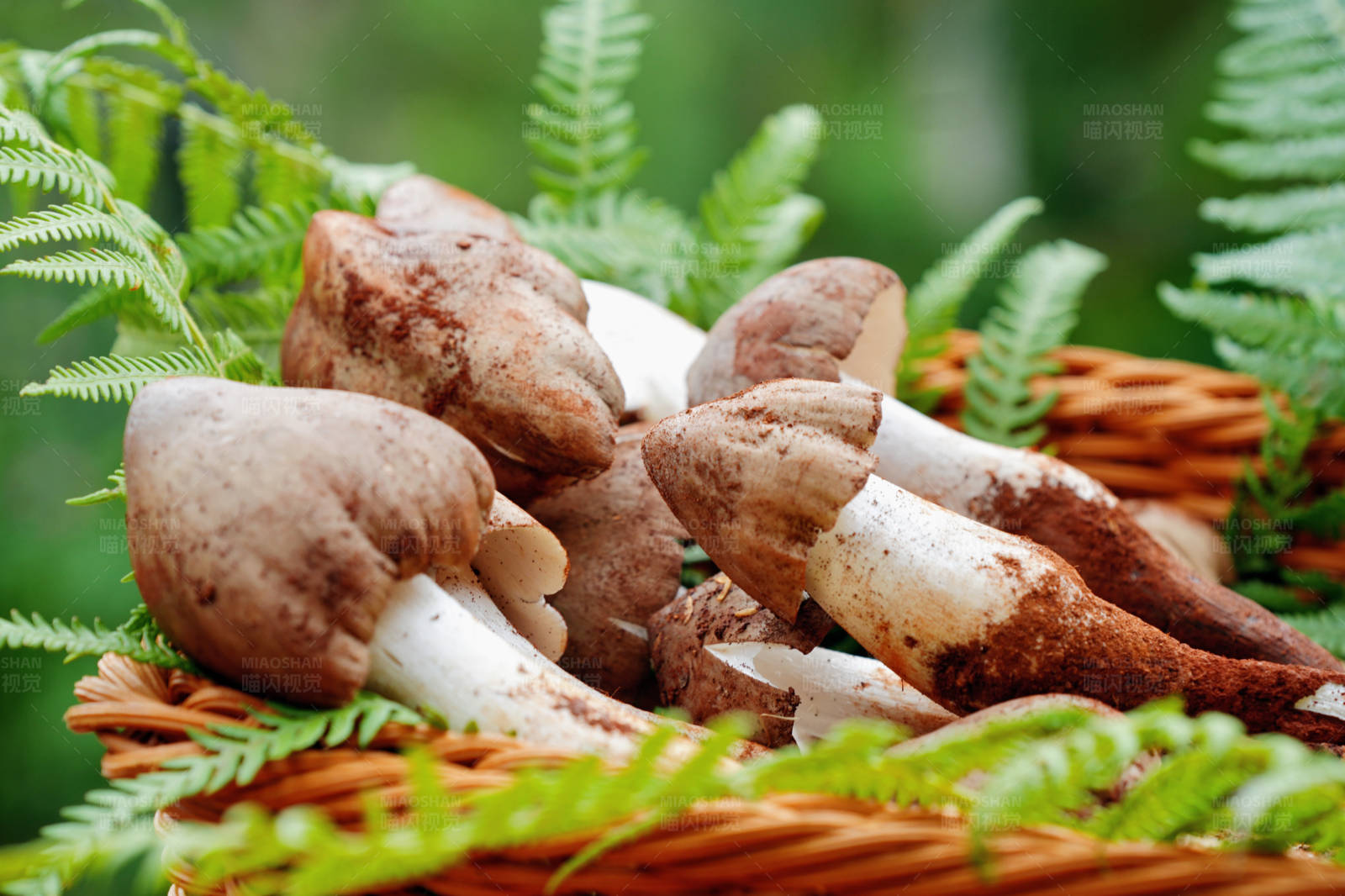 云南鸡枞菌图片