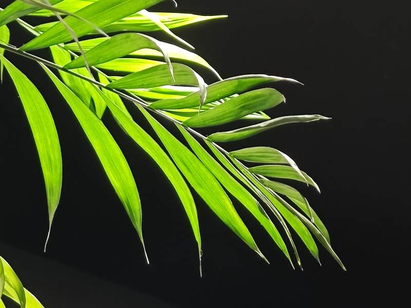 阳光下的绿色棕榈叶图片