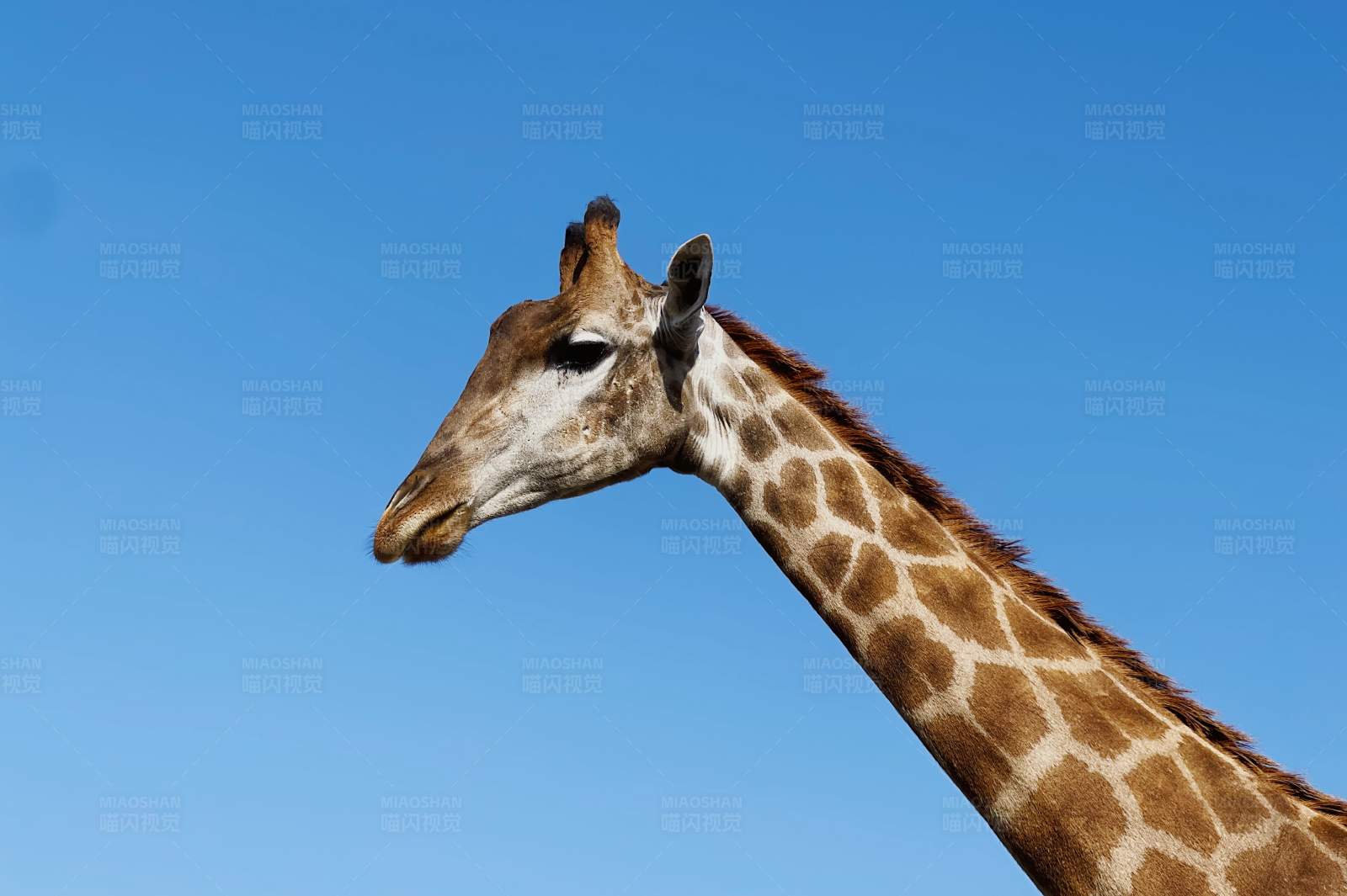 长颈鹿的天空图片