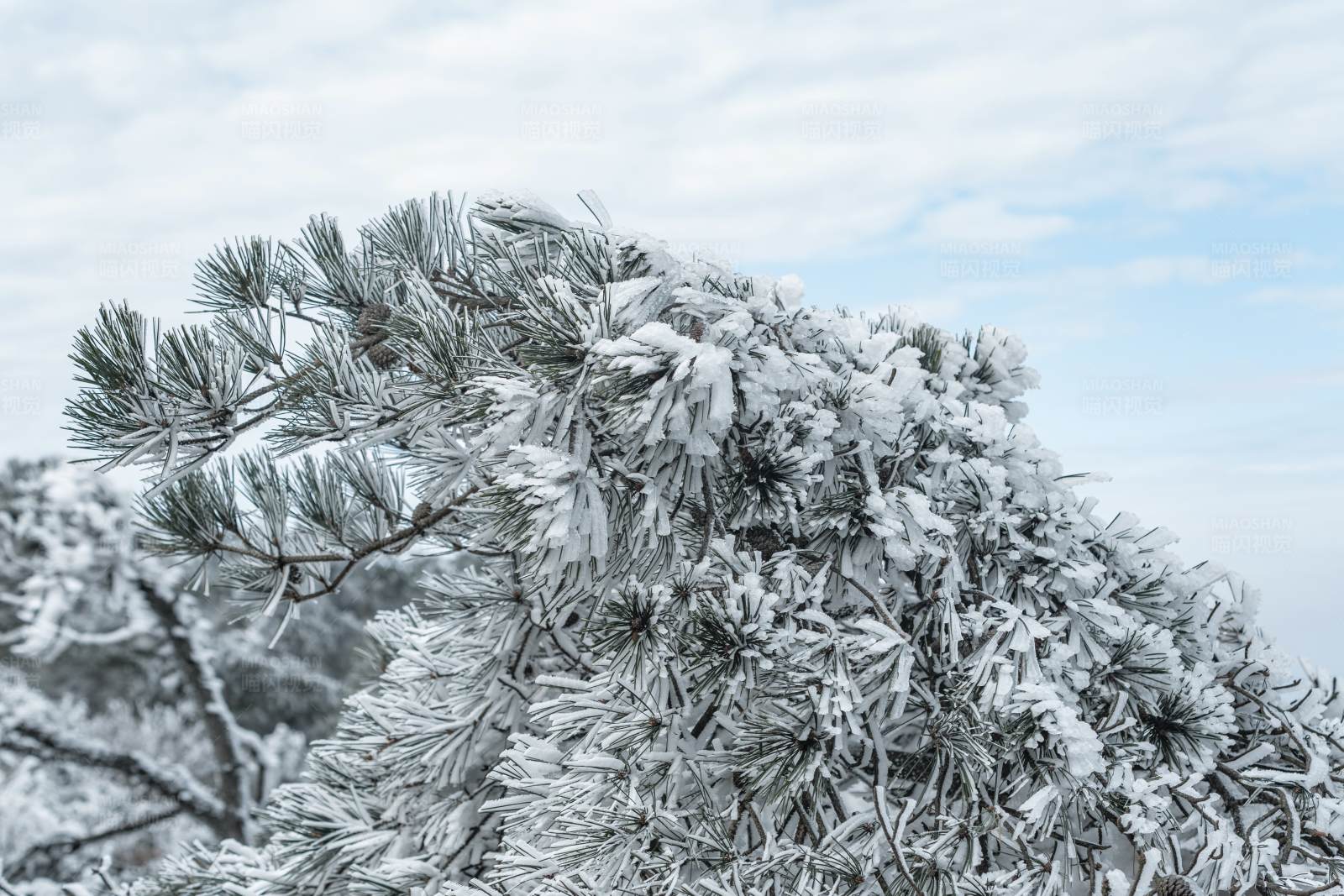雪后松树的美丽景象图片