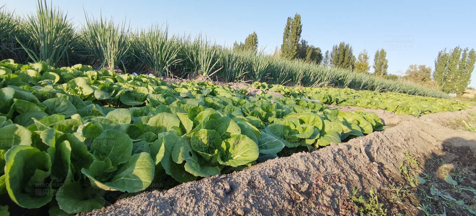 阳光下的绿色蔬菜田图片