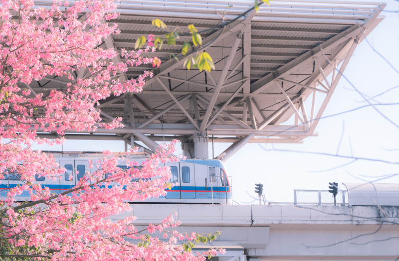 樱花盛开的地铁桥图片