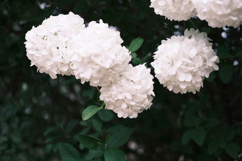 洁白绣球花的美丽瞬间图片