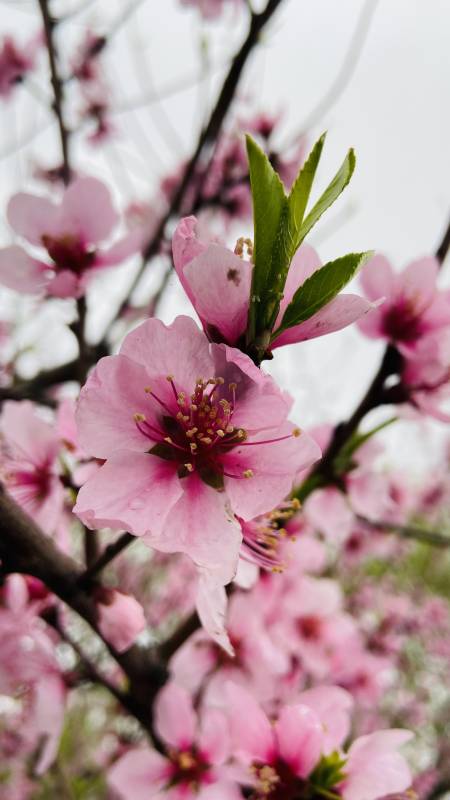 春日桃花盛开的美丽景象图片
