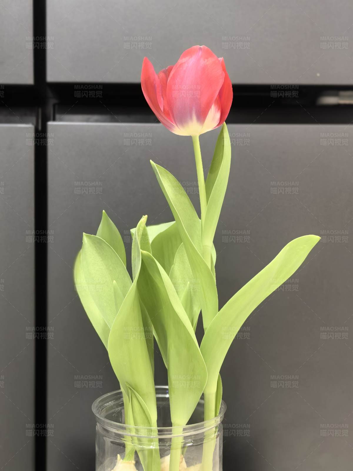 单朵郁金香的美丽瞬间图片