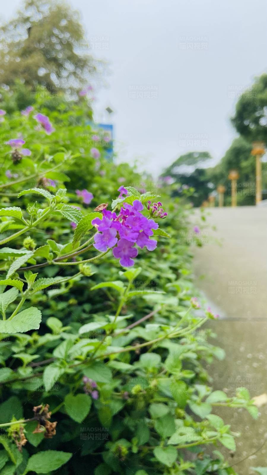 紫色花朵与绿色植物的美丽景色图片