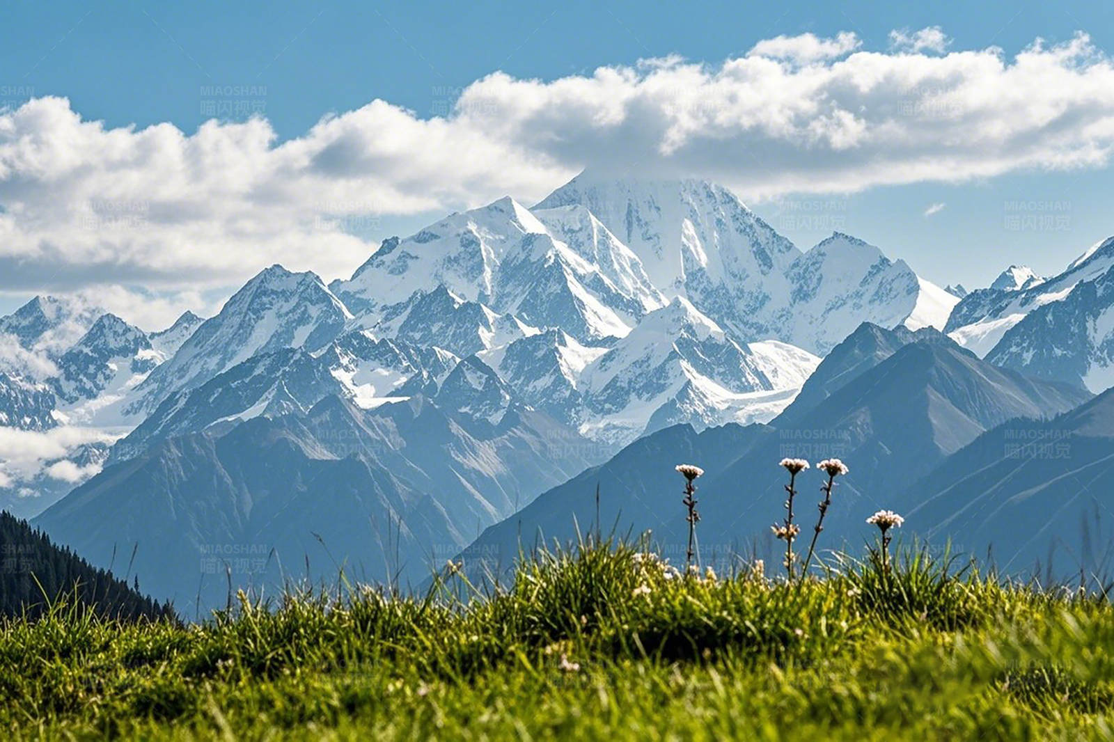 雪山草地花图片