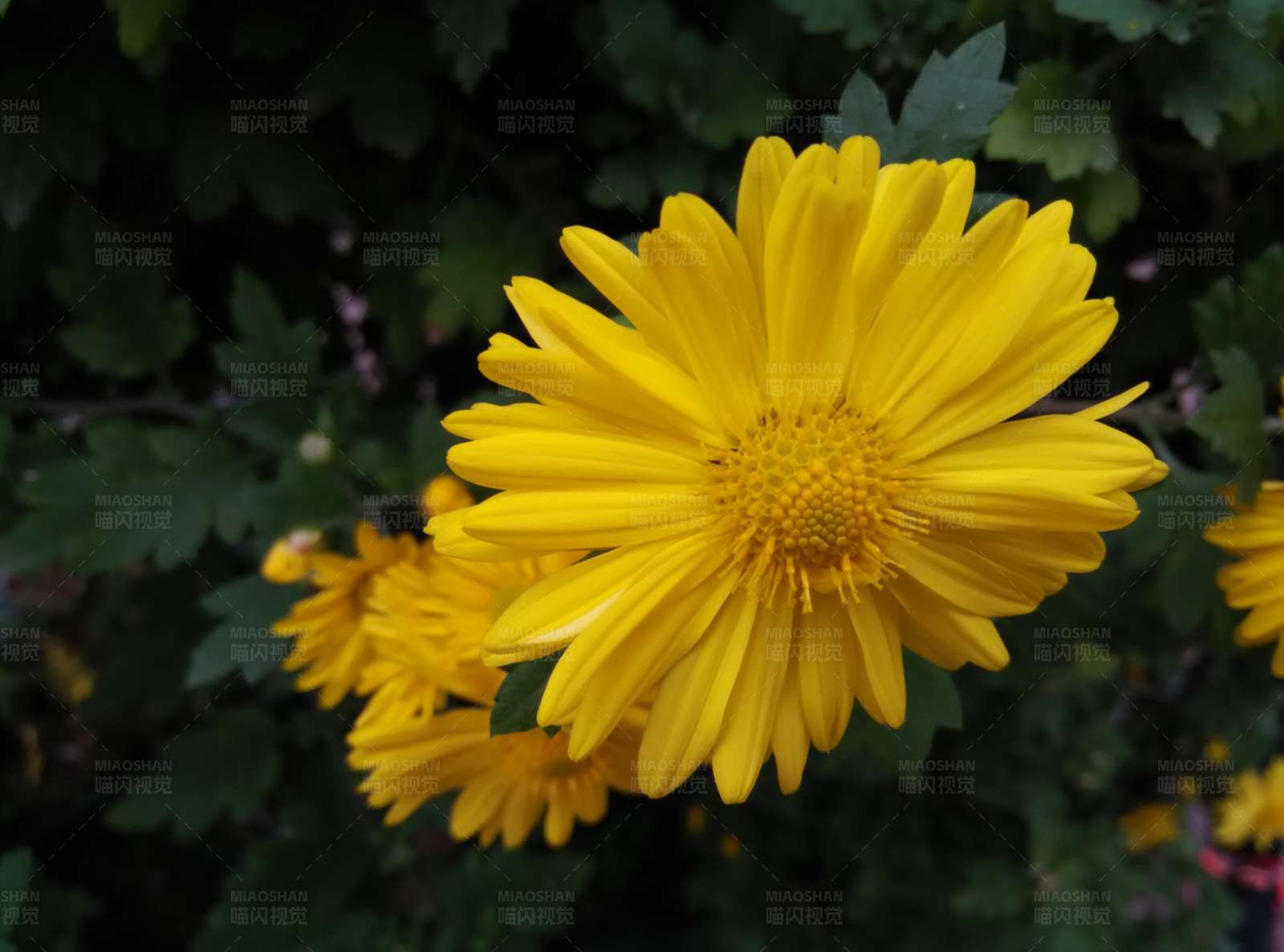 阳光下的黄色菊花图片