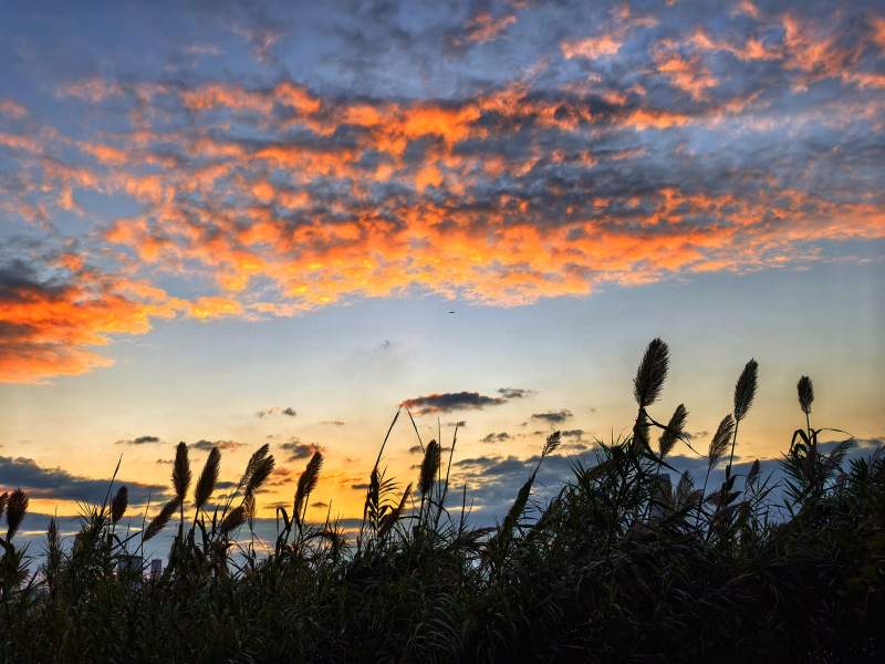 夕阳下的芦苇图片
