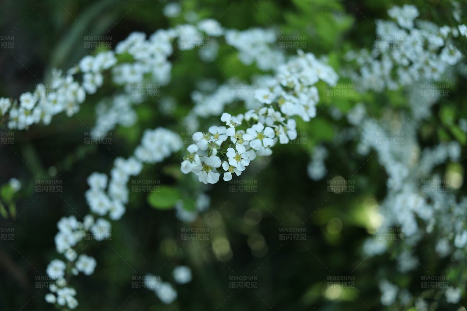 白色花朵的美丽瞬间图片