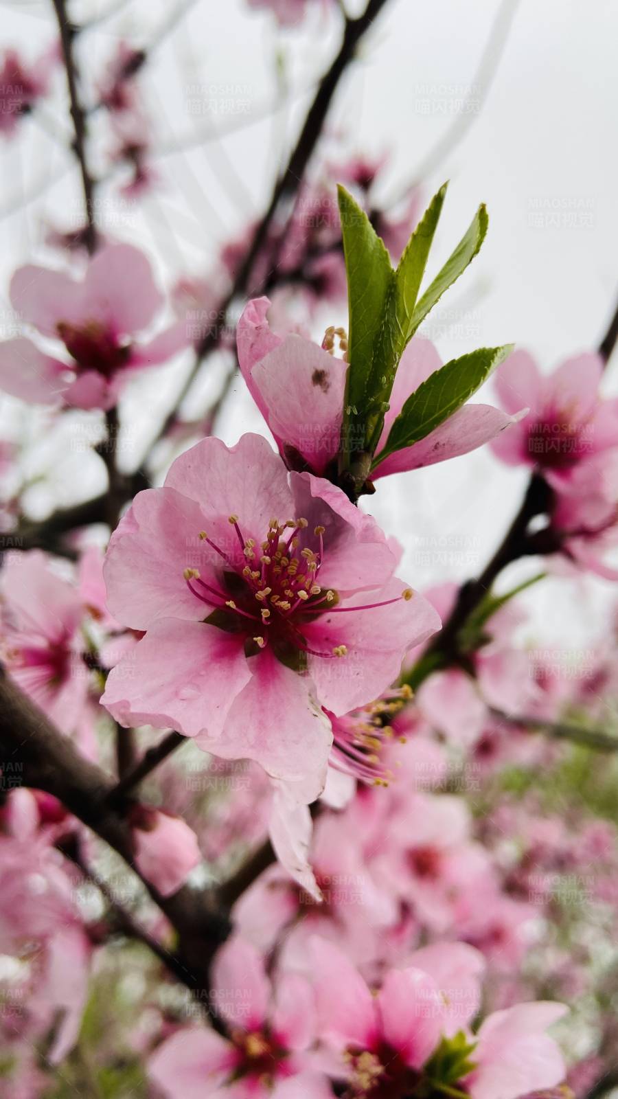 春日桃花盛开的美丽景象图片