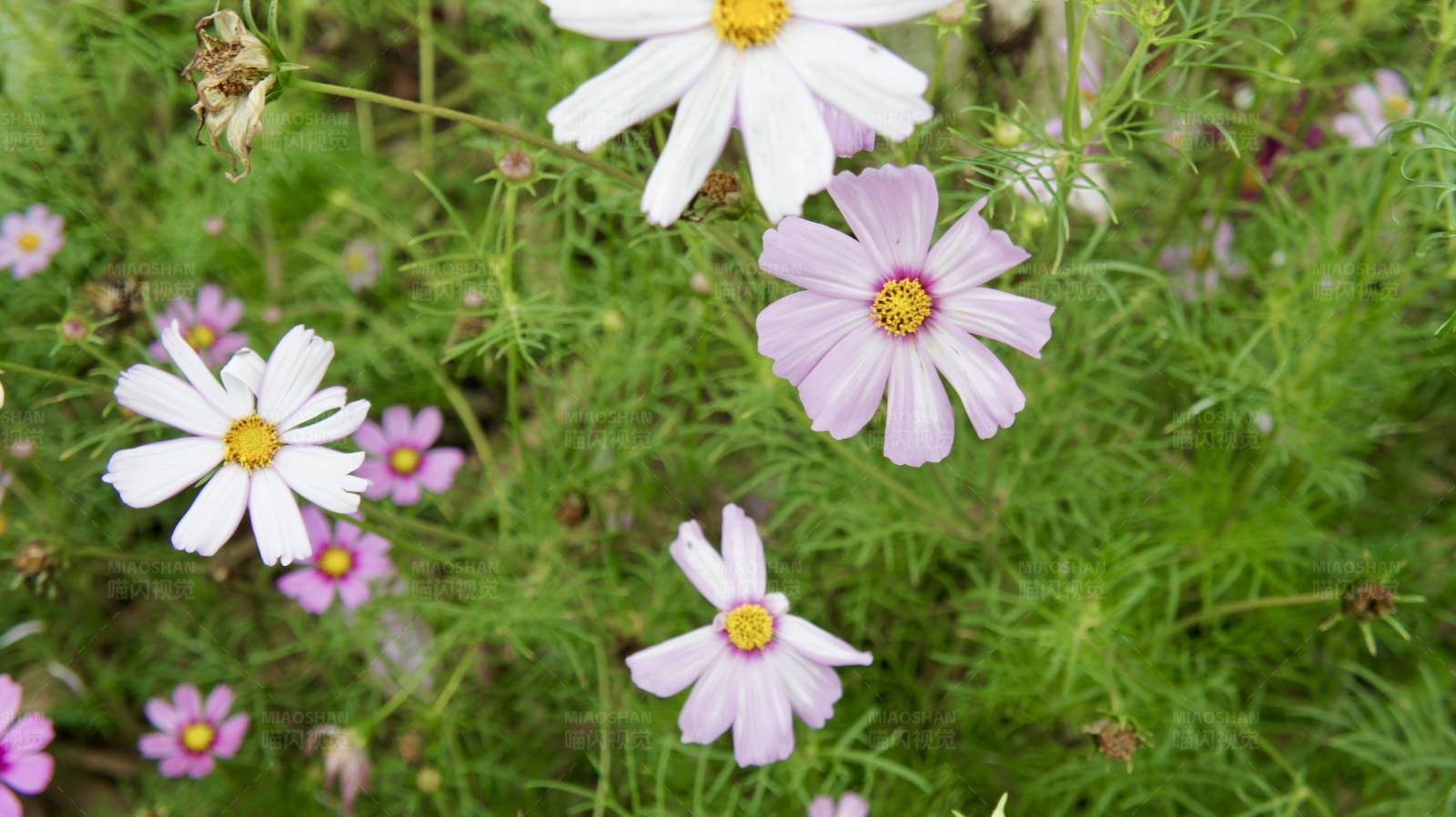 花海中的白色与紫色花朵图片