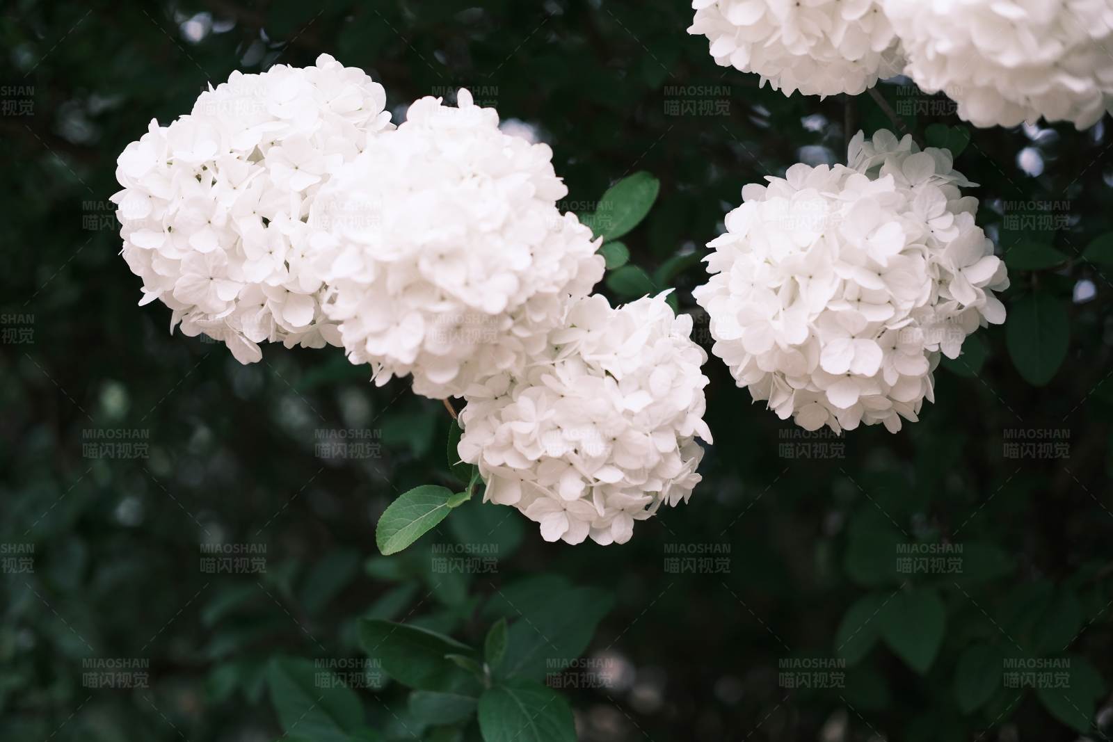 洁白绣球花的美丽瞬间图片