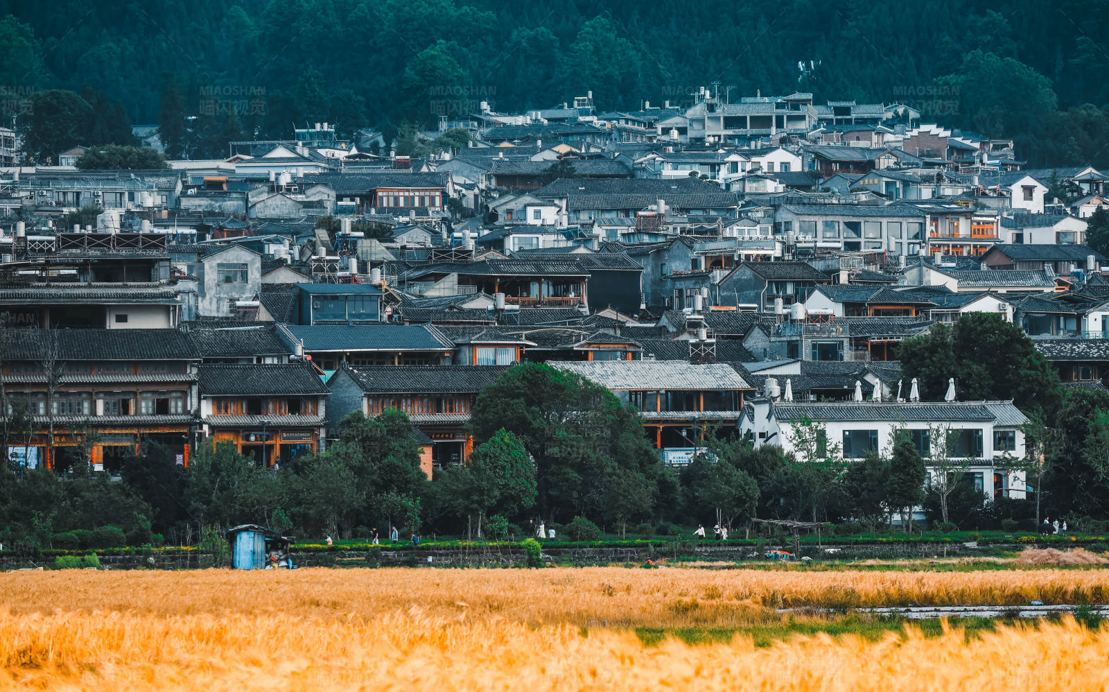 腾冲古镇与稻田的宁静之美图片