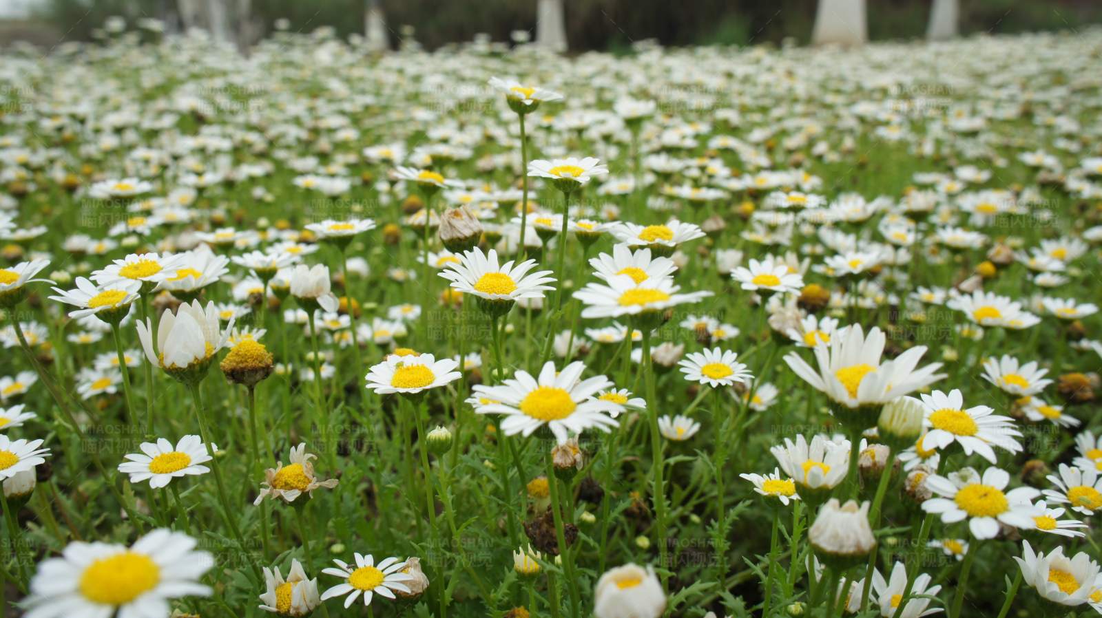 雏菊盛开的田野图片