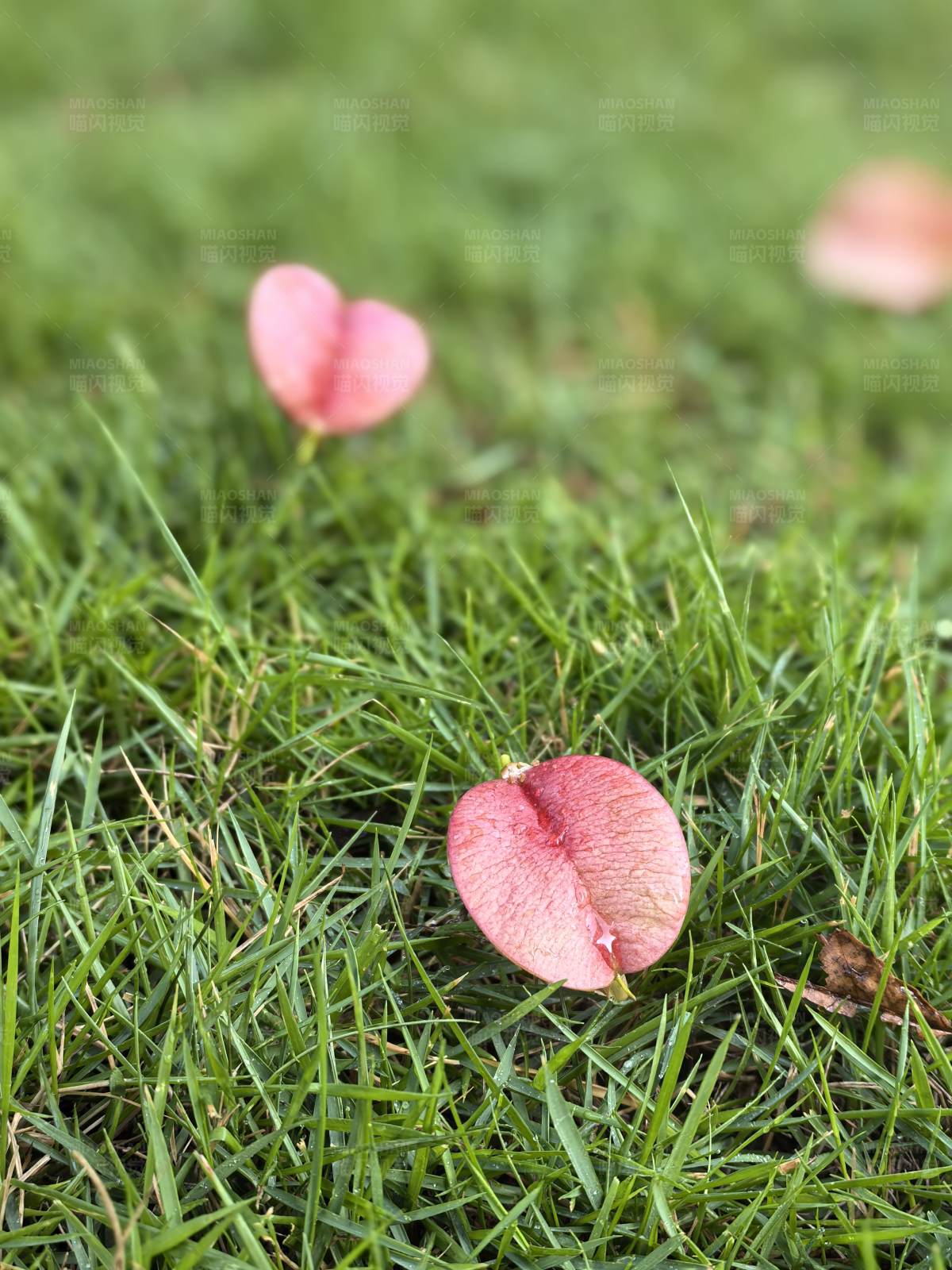 草地上的心形花瓣图片