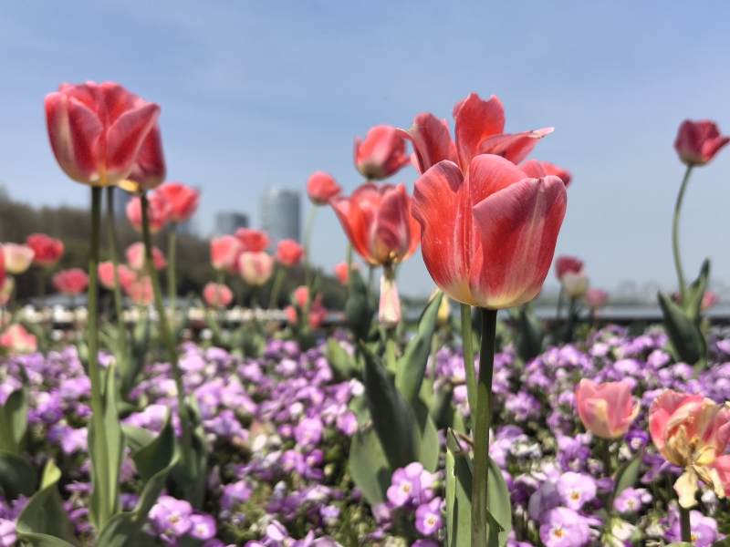 春日花海 郁金香与紫罗兰的盛宴图片