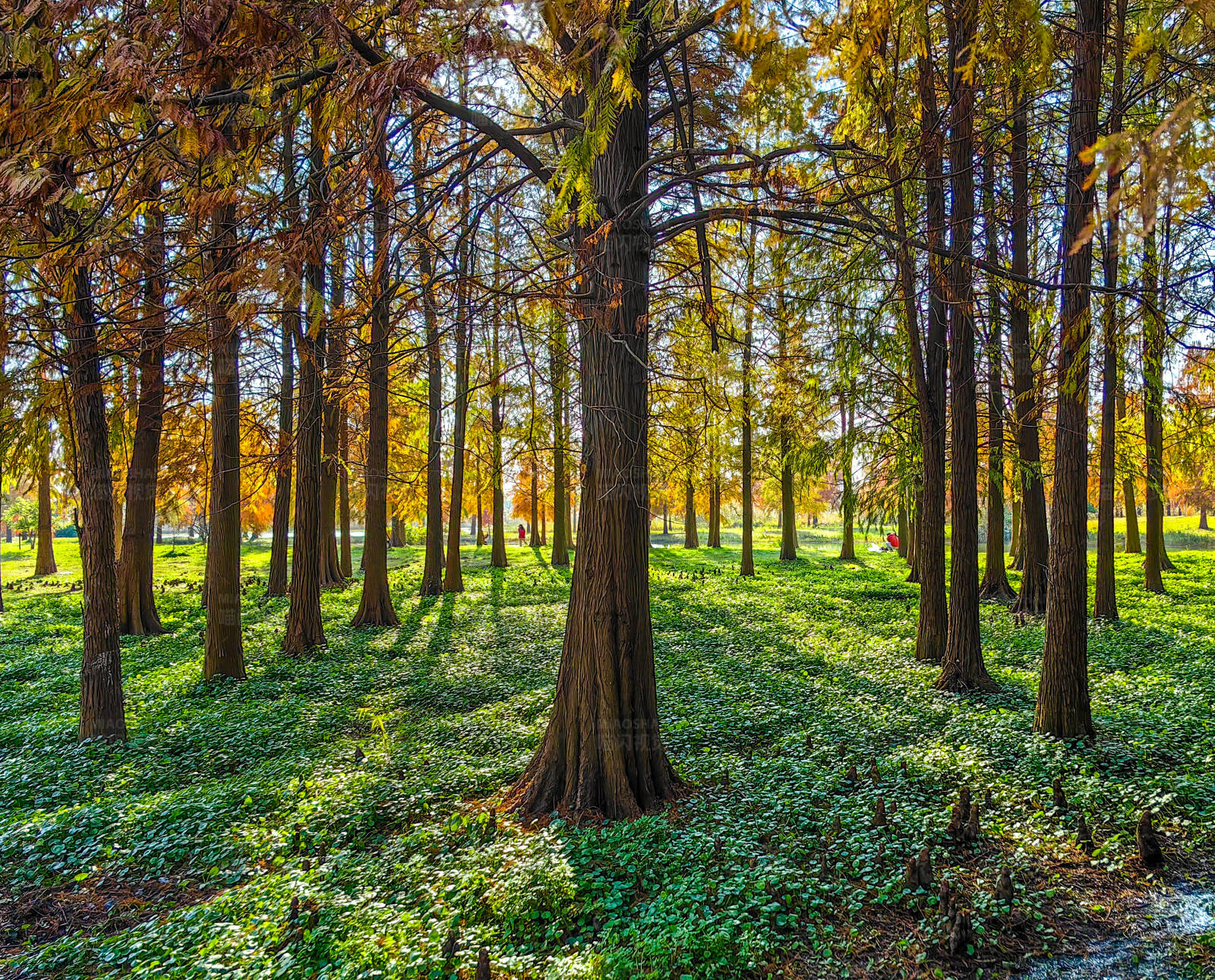 秋天的森林图片