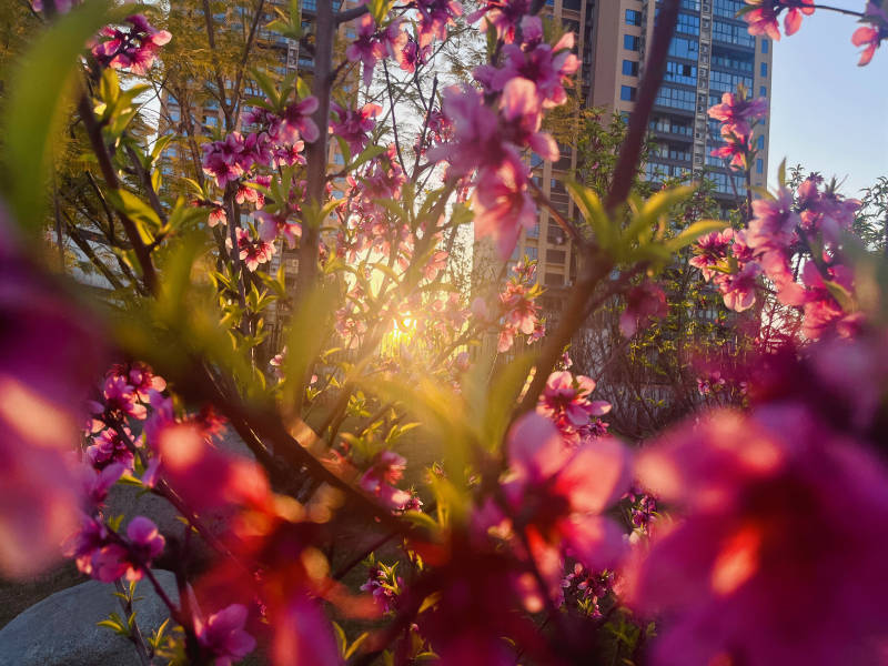 城市夕阳下的桃花盛开图片