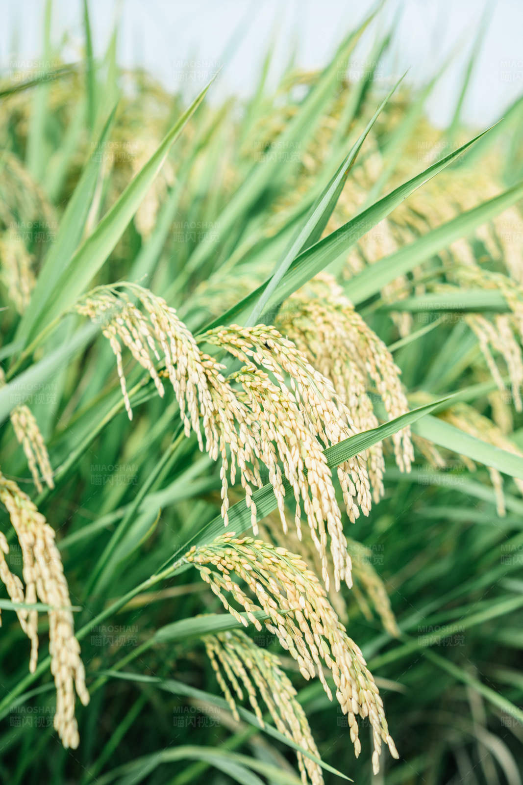 稻田丰收景象图片