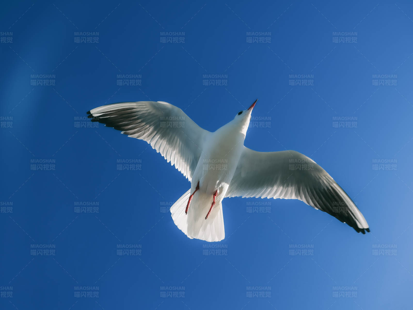 翱翔蓝天的海鸥图片