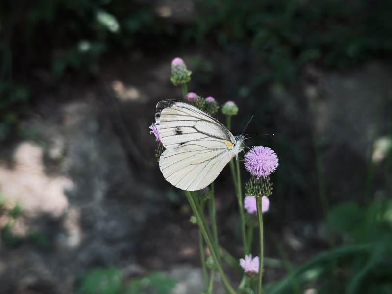 蝴蝶与紫色花朵的美丽相遇图片