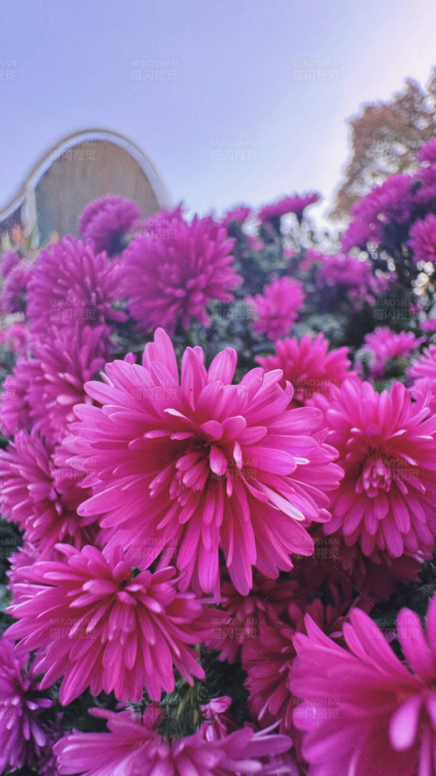 粉色菊花盛开的美丽景象图片