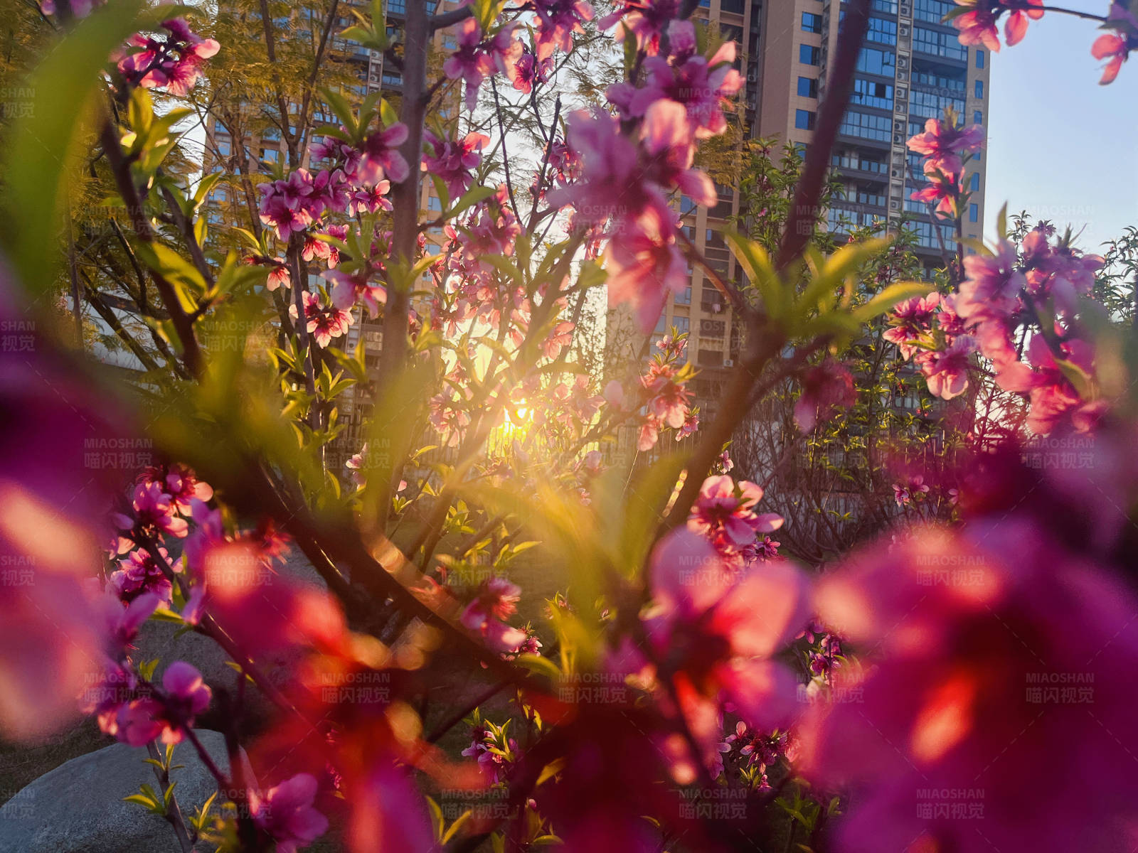 城市夕阳下的桃花盛开图片