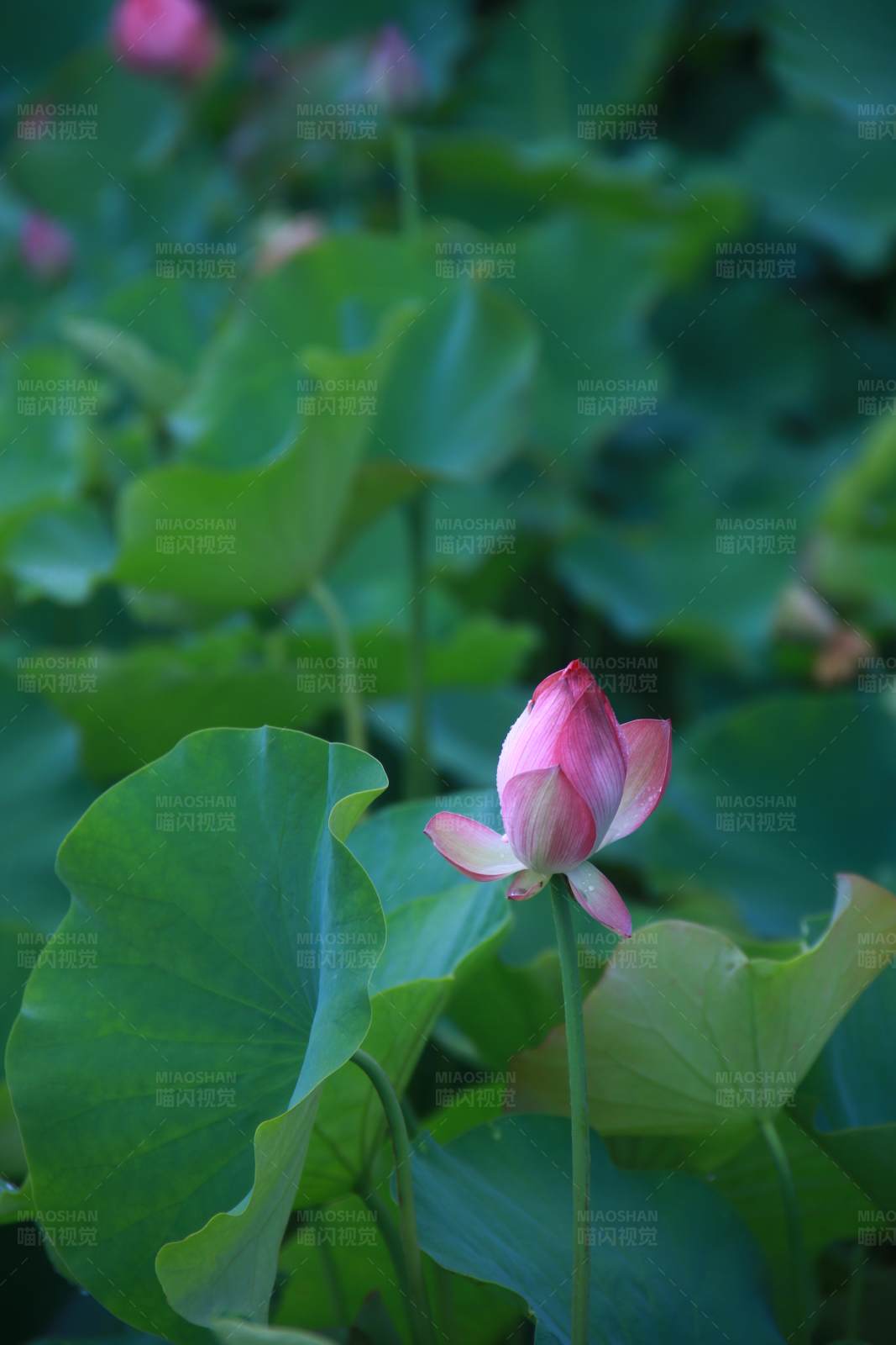 荷花初绽 绿叶环绕图片