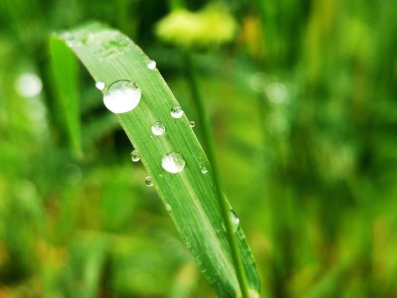 雨后草叶上的水珠图片
