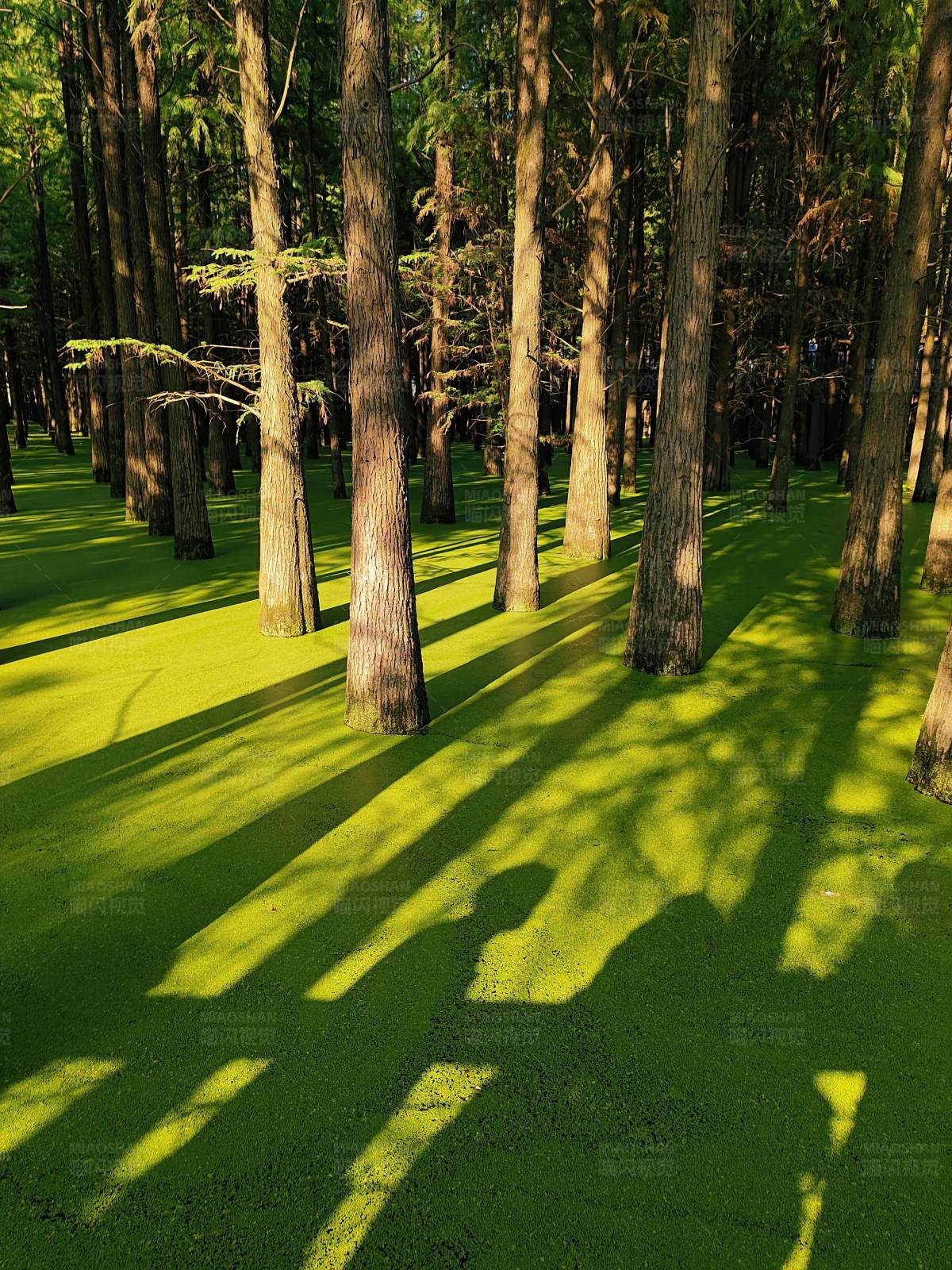 阳光下的森林图片