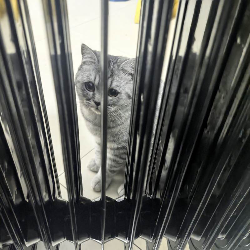 猫咪透过暖气片偷窥图片