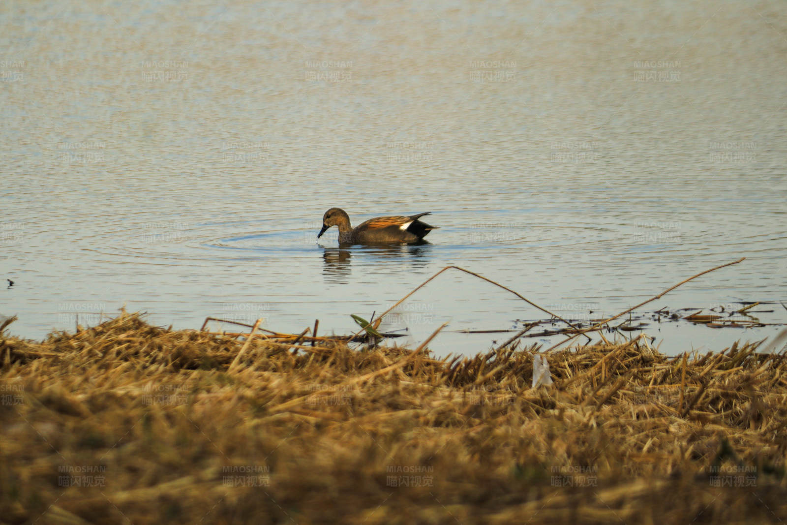 鸭子在水里游泳图片