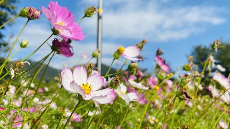 花海蓝天 自然之美图片