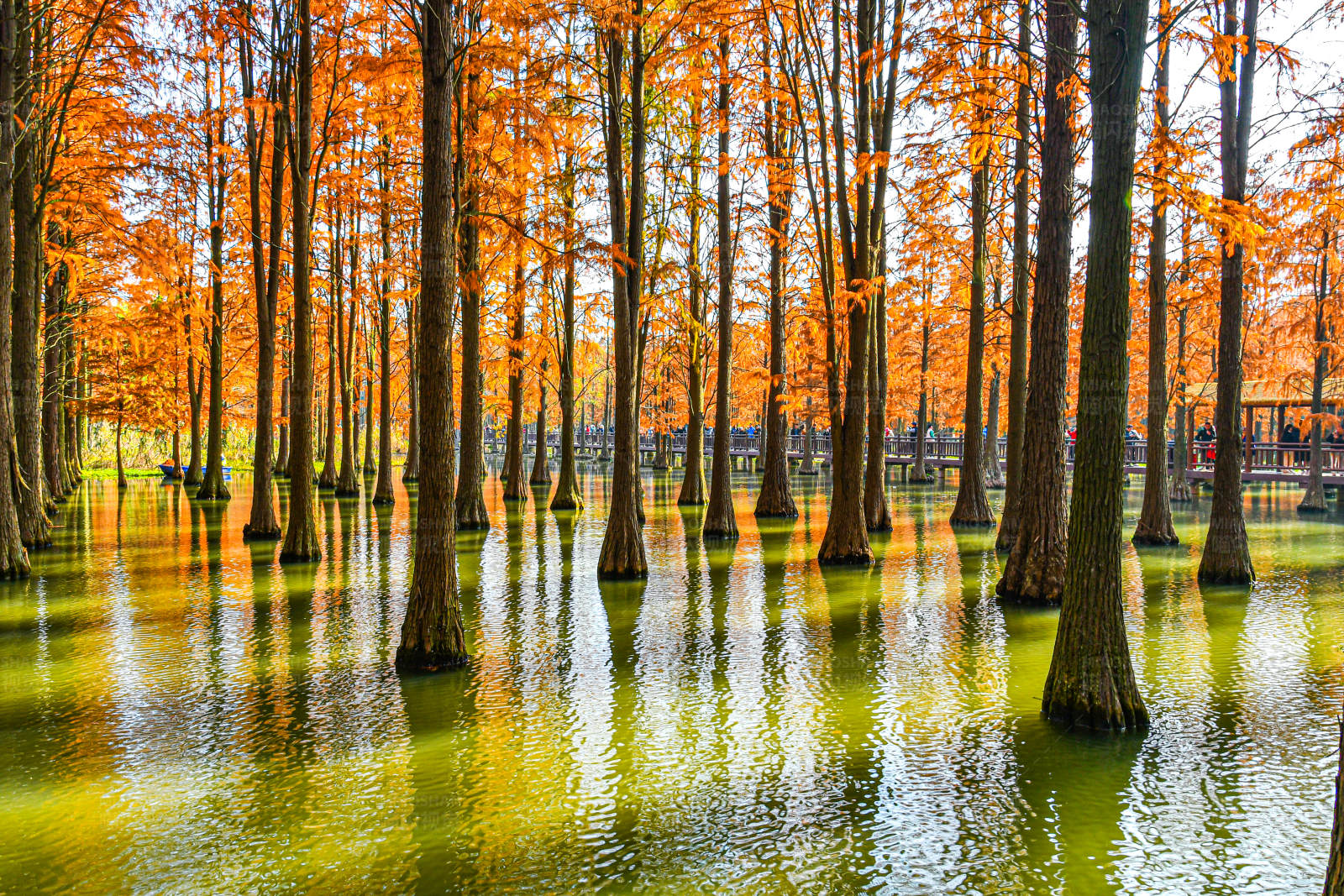 秋水共长天一色图片