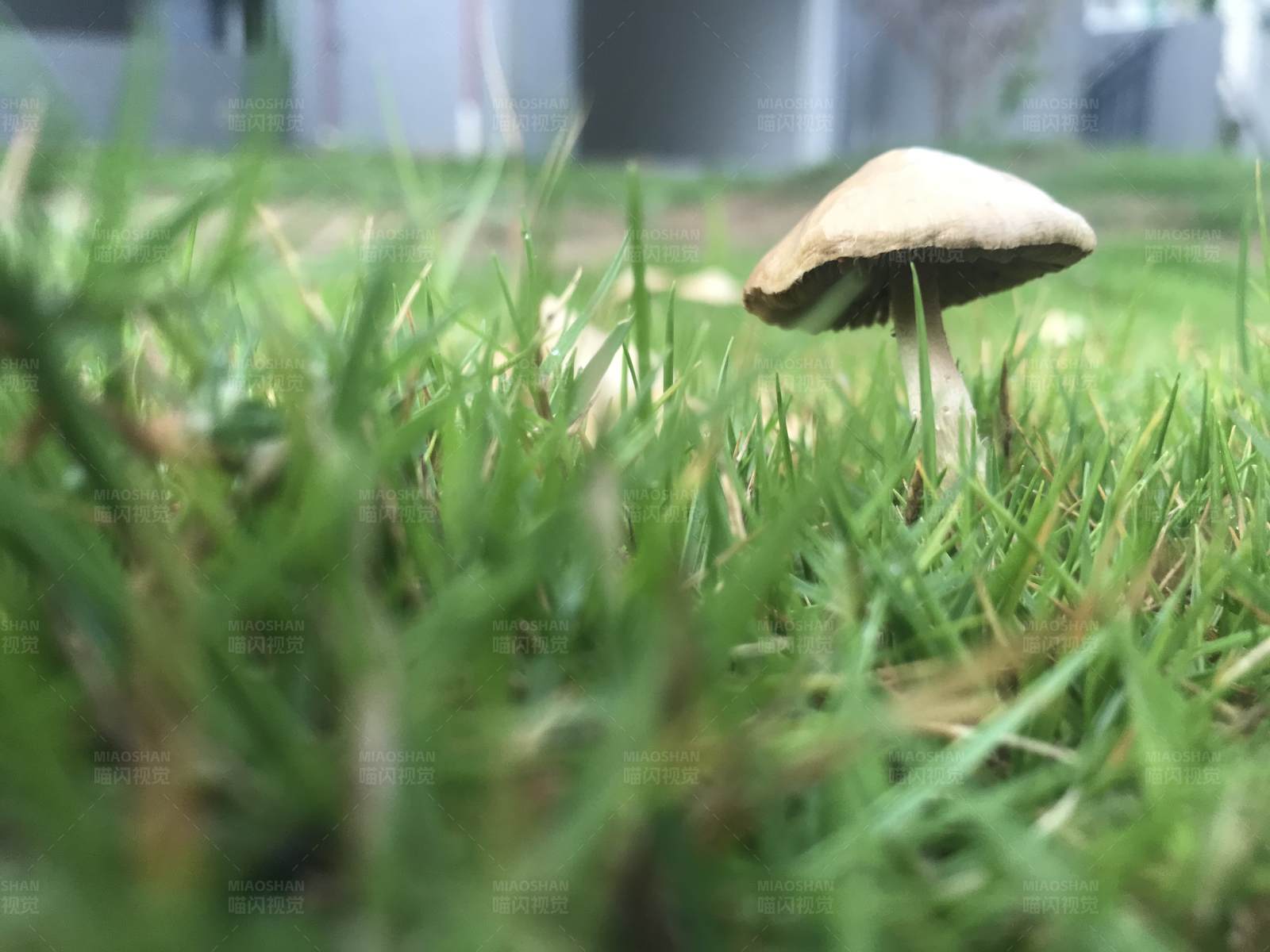 草丛中的蘑菇图片