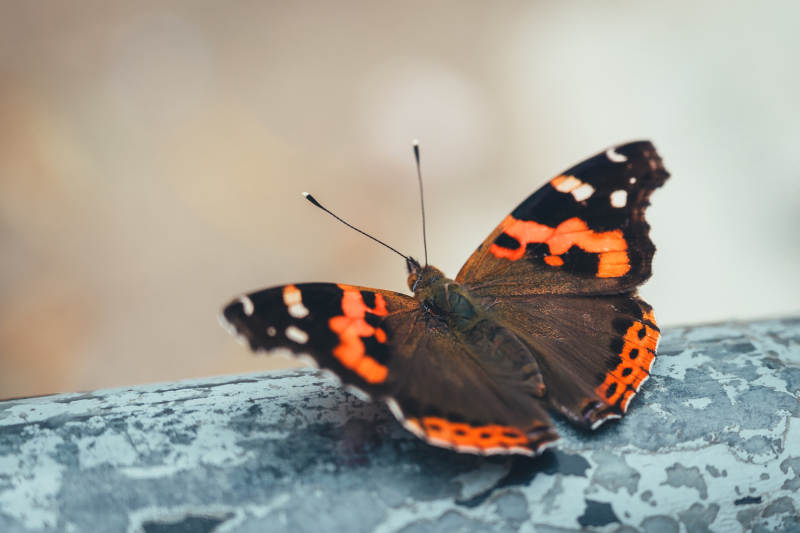 橙黑蝴蝶的美丽瞬间图片